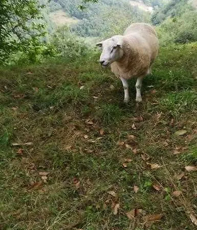 Asturias Boho Chic *